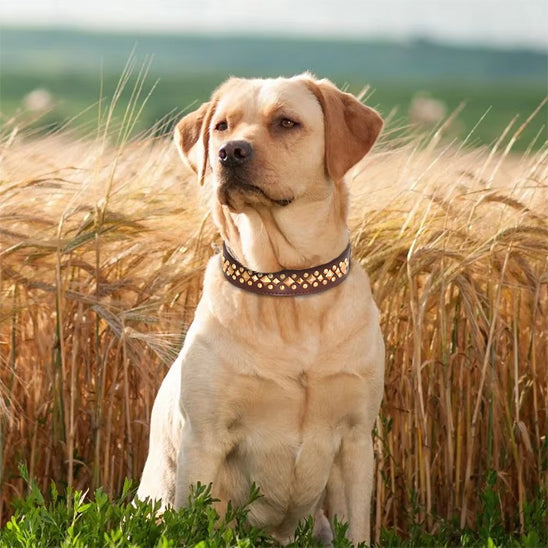 Collier Chien / Cuir Clouté StuddedLeather™