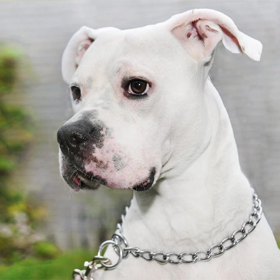 Collier de dressage pour chien/CollarMetalâą