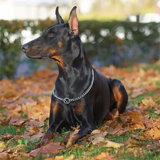 Collier de dressage pour chien/CollarMetalâą