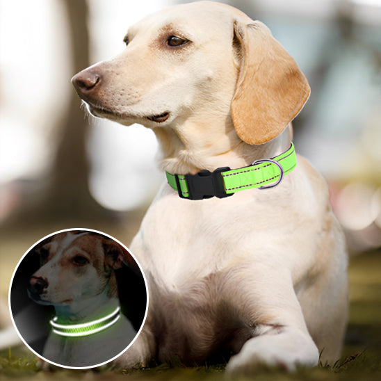 Collier pour Chien Nylon Reflaichissant/ HardLinkâą