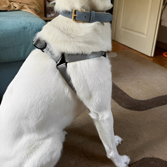 harnais chien Y/ BretellesSuspendes âą