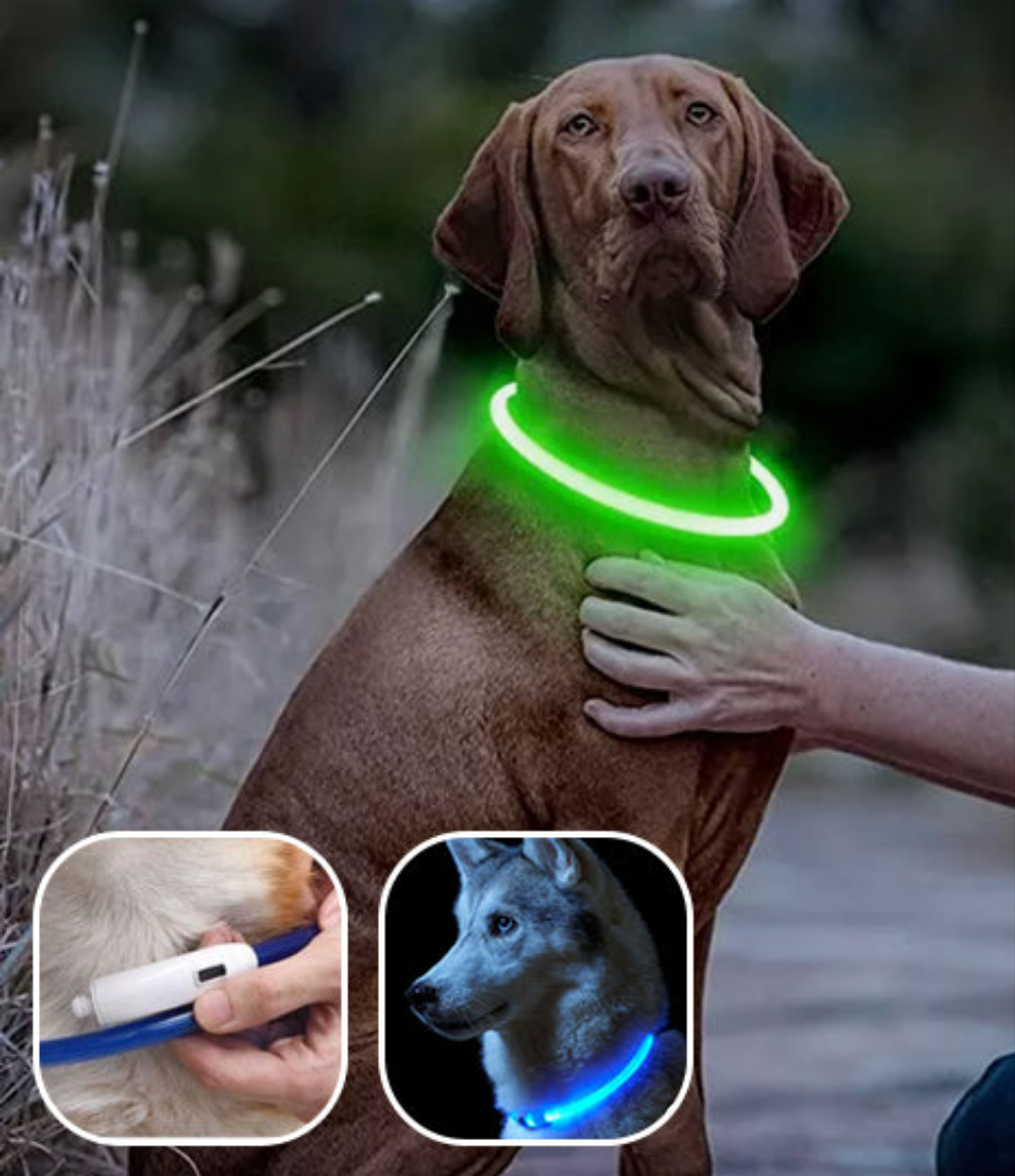 Collier Chien Lumineux/ MagicCircleâą