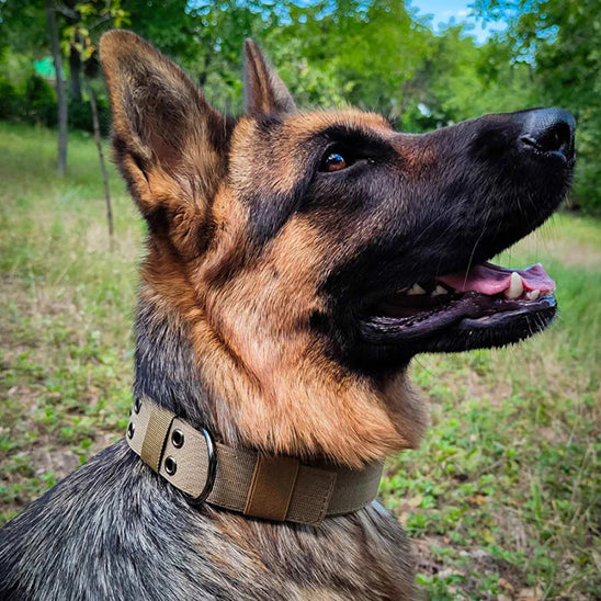 Collier chien tactique/TacticalCollarâą