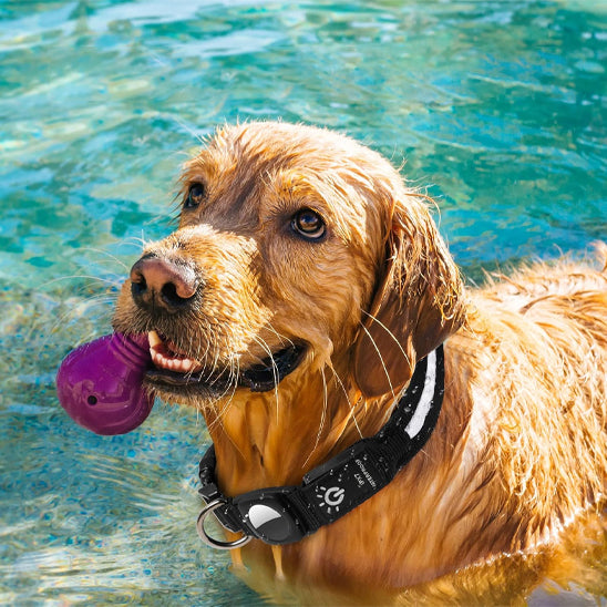 Collier GPS chien éclairé