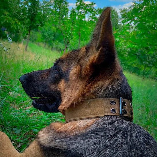 Collier chien tactique/TacticalCollarâą