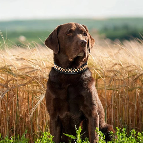Collier Chien / Cuir Clouté StuddedLeather™