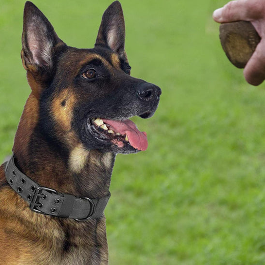 Collier chien tactique/TacticalCollarâą