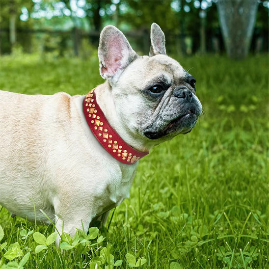 Collier Chien / Cuir Clouté StuddedLeather™