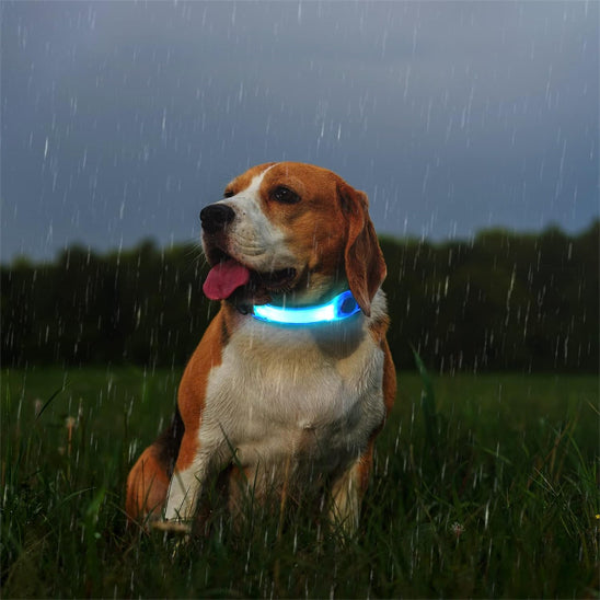 Collier Lumineux Chien/ LumiBand âą