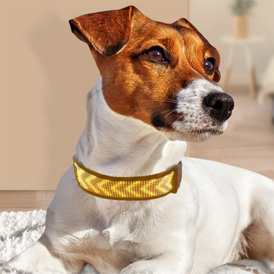 Collier lumineux chien/BlueColar âą