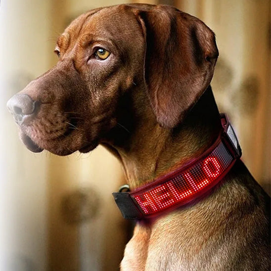 Collier lumineux chien/BlueColar âą