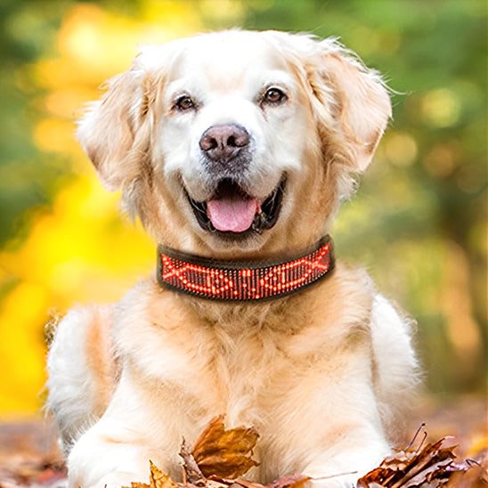 Collier lumineux chien/BlueColar âą