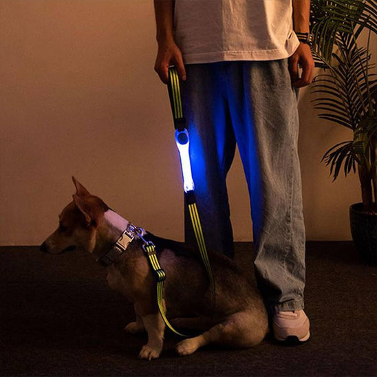 Collier Lumineux Chien/ LumiBand âą