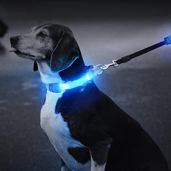 Collier Lumineux Chien/ LumiBand âą