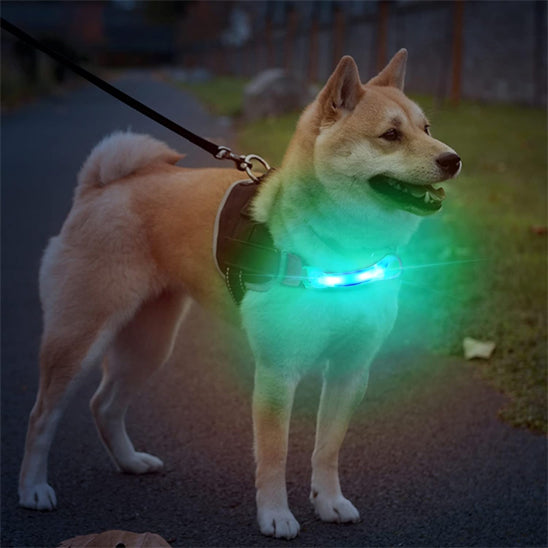 Collier Lumineux Chien/ LumiBand âą