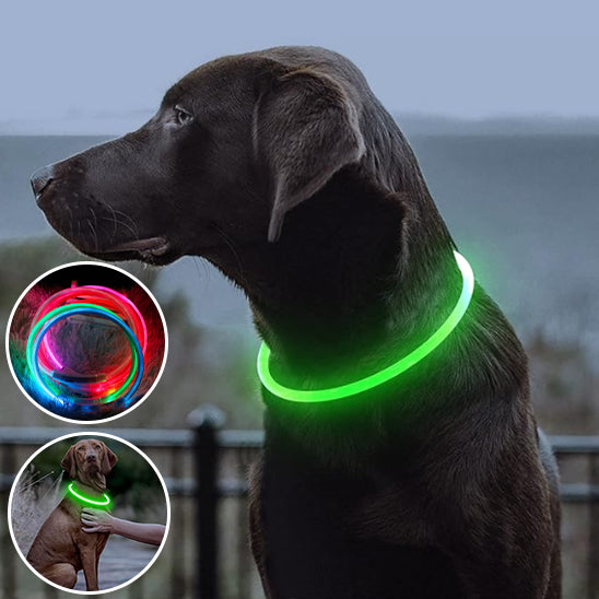 Collier Chien Lumineux/ MagicCircleâą
