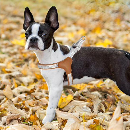 Harnais chien /mode/HarnessStyleâą