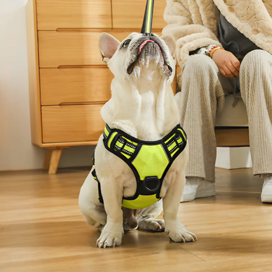 Harnais chien réfléchissant SafetyHarness™