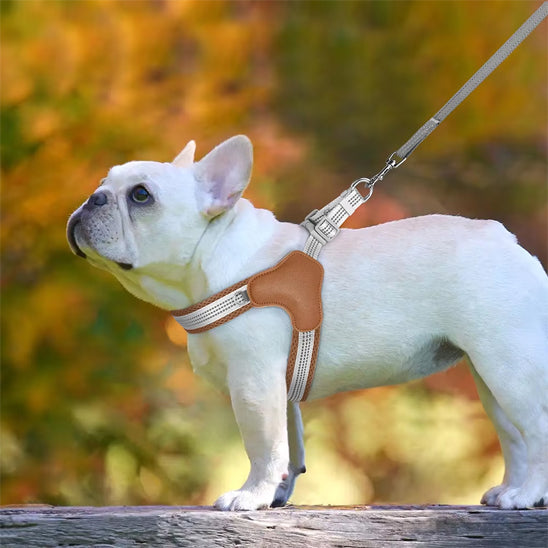 Harnais chien /mode/HarnessStyleâą