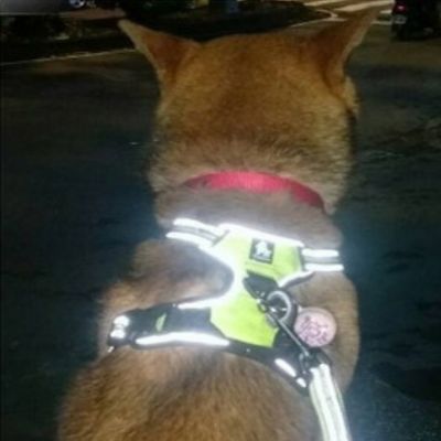 Harnais chien réfléchissant SafetyHarness™