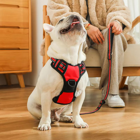 Harnais chien réfléchissant SafetyHarness™