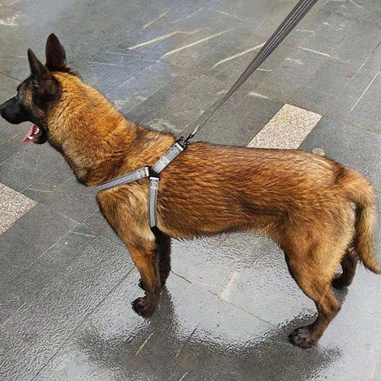 harnais chien Y/ BretellesSuspendes âą