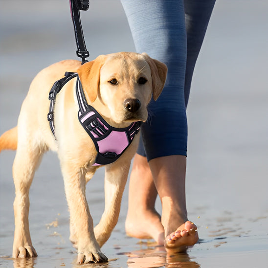 Harnais chien réfléchissant SafetyHarness™