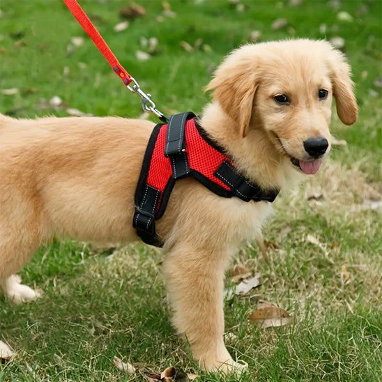 Harnais pour chien sans tirage/No-pullHarnessâą