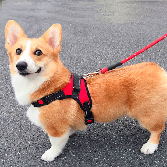 Harnais pour chien sans tirage/No-pullHarnessâą