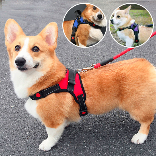 Harnais pour chien sans tirage/No-pullHarnessâą