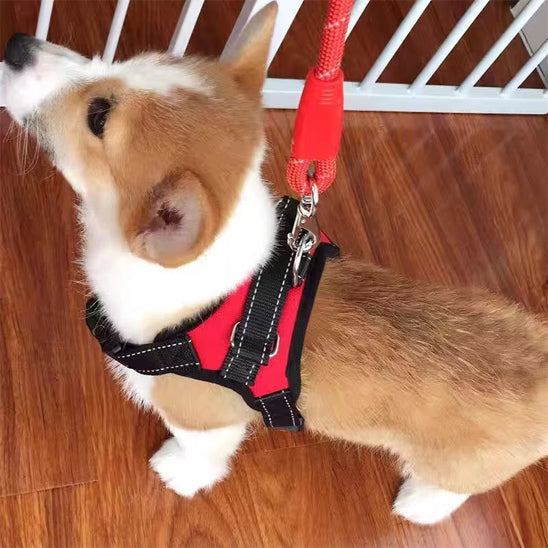 Harnais pour chien sans tirage/No-pullHarnessâą