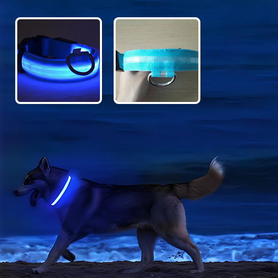 Collier chien lumineux /SafetyBandâą