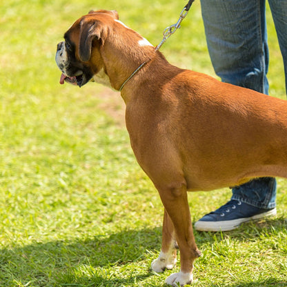 Collier de dressage pour chien/CollarMetal™