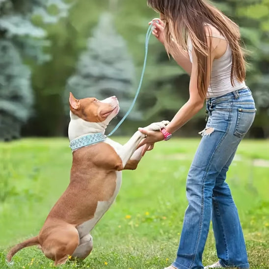 Collier Chien / cuir clouté rock NailStrip™