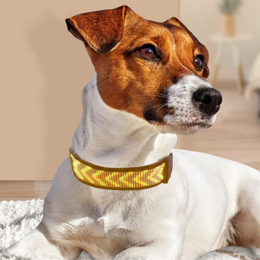 Collier lumineux chien/BlueColar ™