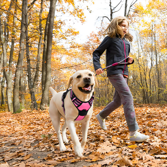 Harnais chien  réfléchissant SafetyHarness™